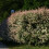 Salix integra Hakuro- Nishiki 2L 4