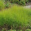 Trawa Sesleria jesienna 1L 3
