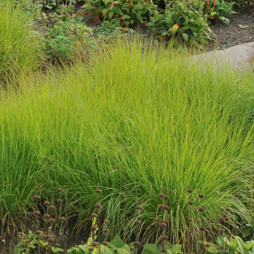 Trawa Sesleria jesienna 1L 2
