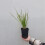 Trawa Sesleria jesienna 1L 4