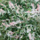 Salix integra Hakuro- Nishiki 2L 5