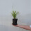 Trawa Sesleria jesienna 1L 5