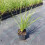 Sesleria di Sadler 1L 2