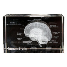 Crystal 3D Brain Anatomical Model  Human Art Organ Paperweight Science Gift Souvenir Home Decorative Crafts