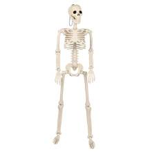 Life Size Poseable Skeleton Halloween Decoration Full Human Body Hanging Props for Halloween Graveyard Scene Prop