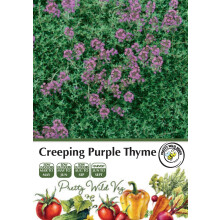 Thyme Creeping Purple Seeds in Pictorial Packet - 2500 Seeds