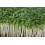 JustSeed - Vegetable - Cress - Common Plain - 20,000 Seeds -Approx 60g 1