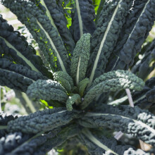 PREMIER SEEDS DIRECT - Kale - Nero DI Toscana - Black Tuscan - 4.5 gm - Approx 1
