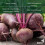 PREMIER SEEDS DIRECT - Beetroot Seeds - BOLTARDY (500 Seeds) 2
