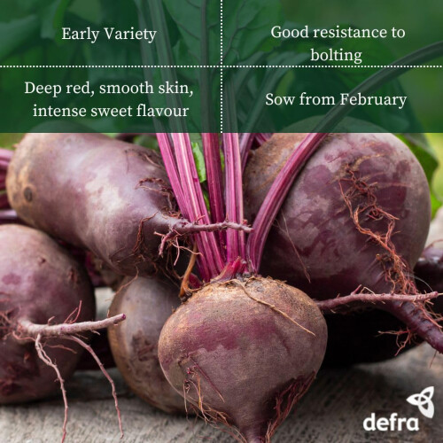 PREMIER SEEDS DIRECT - Beetroot Seeds - BOLTARDY (500 Seeds) 1