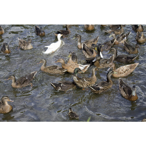 Extra Select Premium Floating Swan and Duck Feed, 15 kg 1