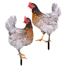 10Pcs Vibrant Acrylic Chicken Stakes Garden Decoration Yard Ornament