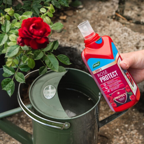 Westland Westland Rose 2-in-1 Feed & Protect 2x500ml 1