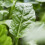 Premier Seeds Direct - Spinach Seeds - Perpetual Approx 500 Seeds 2