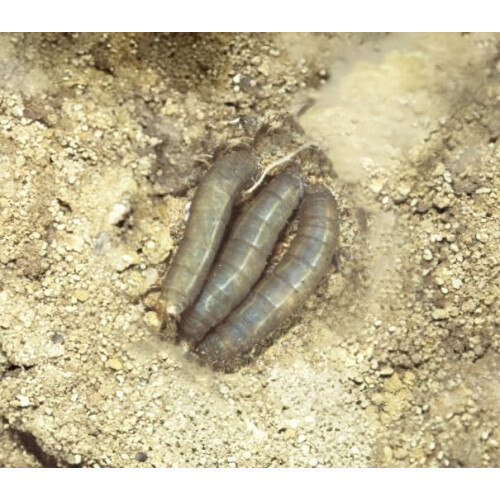 Nemasys Leatherjacket Killer nematode treatment (100 sqm) 1