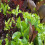 PREMIER SEEDS DIRECT - Lettuce - Mixed Leaf - MESCLUN Mix - 2000 Seeds 2