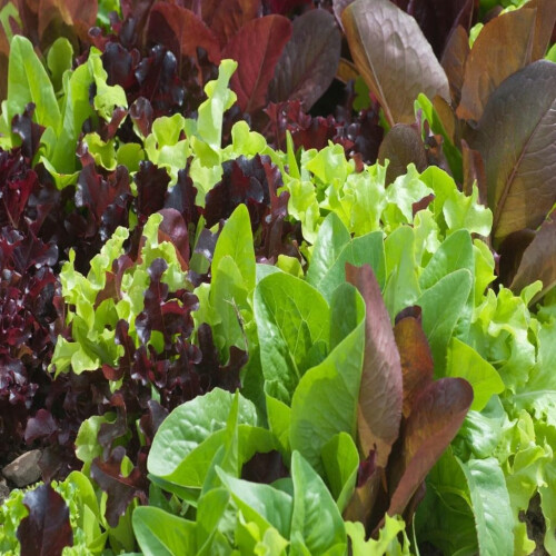 PREMIER SEEDS DIRECT - Lettuce - Mixed Leaf - MESCLUN Mix - 2000 Seeds 1