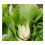 PREMIER SEEDS DIRECT - Cabbage - PAK Choi White STEM - 5 GRAM - Approx 2000 Seed 2