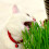 Suttons - Cat Grass Seeds. Contains 700 Seeds. 2