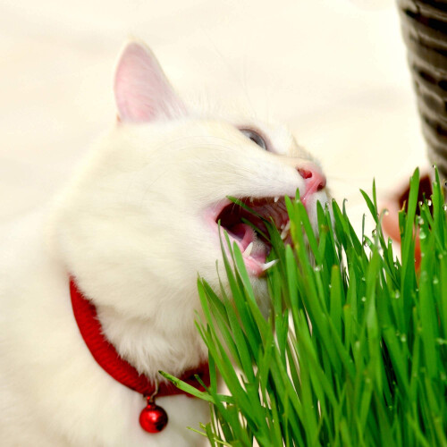 Suttons - Cat Grass Seeds. Contains 700 Seeds. 1