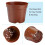 Box Tree Caterpillar Nematodes 3