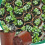 Box Tree Caterpillar Nematodes 6