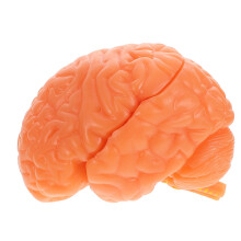 2Stk Anatomie Gehirnmodell PVC, Abnehmbar, Lernmodell in Farbe