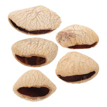15Pièces Shaker Coquilles De Beige Pour Percussion Musicale