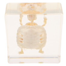 4Pièces Figurines Tortue Os Naturel Decor Educatif