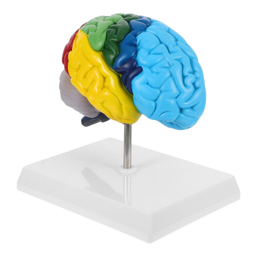 3Pièces Modèles De PVC Enseignement Anatomie Coloré