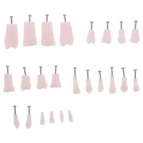 96Pcs Artificial Full Model Removable Teeth for Educational Use