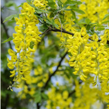 Laburnum Vossii Golden Rain Tree Large 3-4ft in a 3 Litre Pot By Direct Plants
