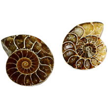 24Pièces Modèles Fossiles Ammonite Multicolores Décoration Éducative