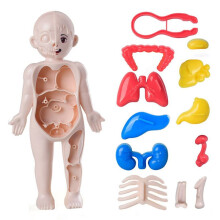 3D-Model van de Menselijke Anatomie, Speelgoed, Leermiddel voor Kinderen, Educatief Speelgoed met Organen, Hulpmiddel voor Wetenschappelijk Onderwijs