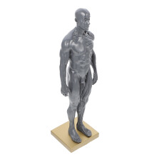 2Pcs Men Muscle Structure Model Resin Artistic Anatomy Study Tool
