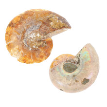 10Pièces Ammonite Fossile Modèles Décoratifs Éducatifs Multi Couleurs
