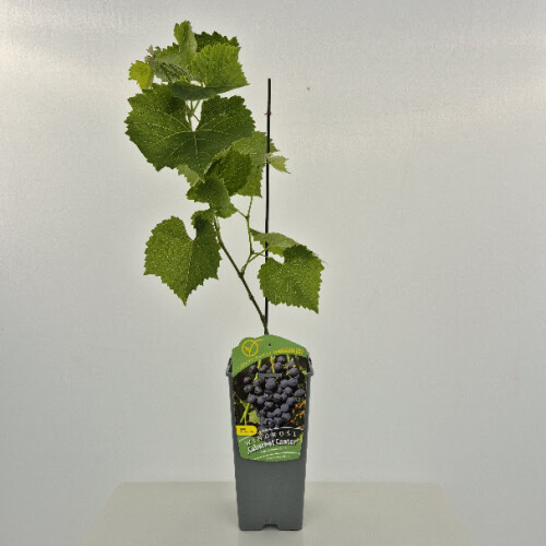 Winorośl Cabernet Cantor 2L 1