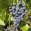 Winorośl Cabernet Cantor 2L 3