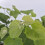 Winorośl Cabernet Cantor 2L 4