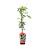 Rdest Auberta Fallopia 2L 2