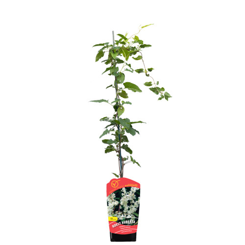 Rdest Auberta Fallopia 2L 1