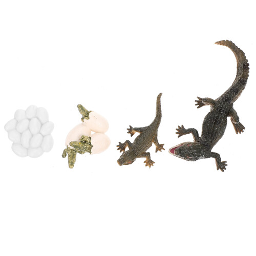 8Sets Assorted Color Life Cycle Figures Kids Educational Toy