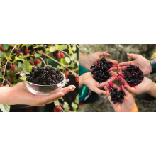 2 Mixed Morus Mulberry Fruit Plants for Garden & Patio | Mojo & Giant | 2/3 Litre Pots By Direct Plants