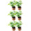 6Ud Decoración Con Plantas En Miniatura Artificiales Multicolor 10