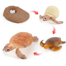 (Sea Turtle2)Simulation Solid Turtle Chick Frog Animal Growth Cycle Montessori Teaching Aids
