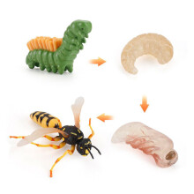 (Bumblebee)Simulation Solid Turtle Chick Frog Animal Growth Cycle Montessori Teaching Aids