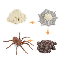(Wolf Spider)Simulation Solid Turtle Chick Frog Animal Growth Cycle Montessori Teaching Aids
