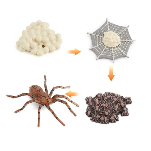 (Wolf Spider)Simulation Solid Turtle Chick Frog Animal Growth Cycle Montessori Teaching Aids