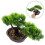 4Ud Plantas Artificiales De Bonsái, Resistentes, Decorativas Para 11