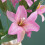 Bouquet de lys artificiels violets 32 cm 5